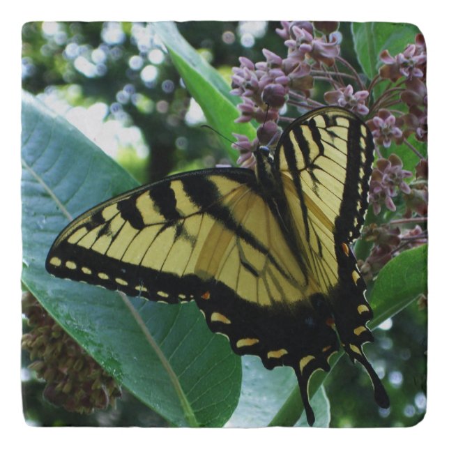 Swallowtail Butterfly I on Milkweed at Shenandoah Trivet (Front)