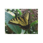 Swallowtail Butterfly I on Milkweed at Shenandoah Wood Poster