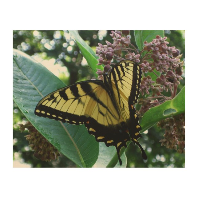 Swallowtail Butterfly I on Milkweed at Shenandoah Wood Wall Art (Front)