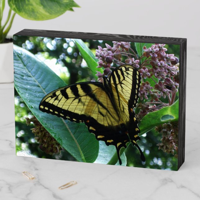Swallowtail Butterfly I on Milkweed at Shenandoah Wooden Box Sign (In Situ Horizontal)