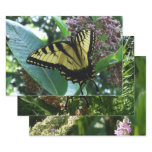 Swallowtail Butterfly I on Milkweed at Shenandoah Wrapping Paper Sheets