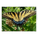 Swallowtail Butterfly II at Shenandoah