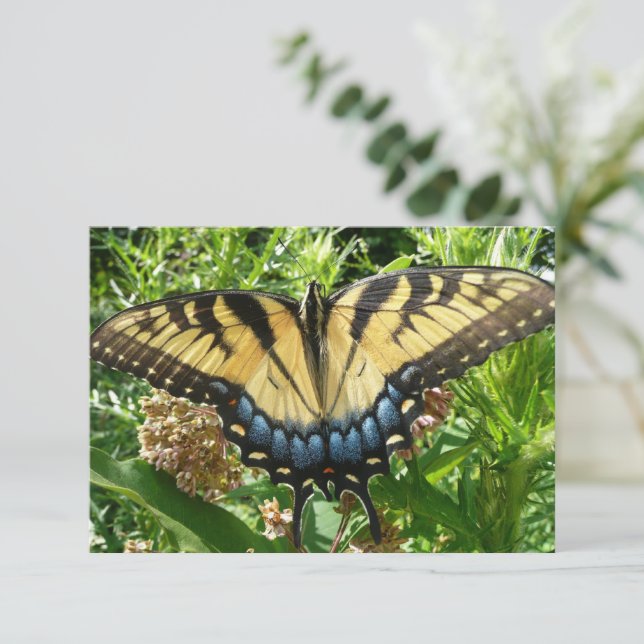 Swallowtail Butterfly II at Shenandoah (Standing Front)