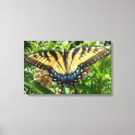 Swallowtail Butterfly II at Shenandoah Canvas Print