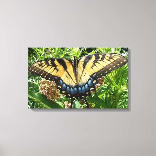 Swallowtail Butterfly II at Shenandoah Canvas Print (Front)