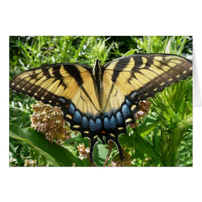 Swallowtail Butterfly II at Shenandoah Cards (Front Horizontal)
