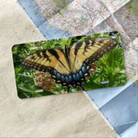 Swallowtail Butterfly II at Shenandoah