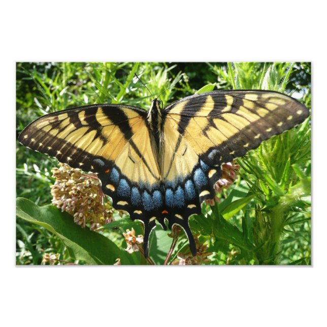 Swallowtail Butterfly II at Shenandoah Photo Print (Front)