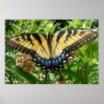 Swallowtail Butterfly II at Shenandoah Poster