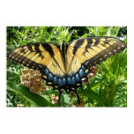 Swallowtail Butterfly II at Shenandoah Poster
