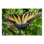 Swallowtail Butterfly II at Shenandoah Poster