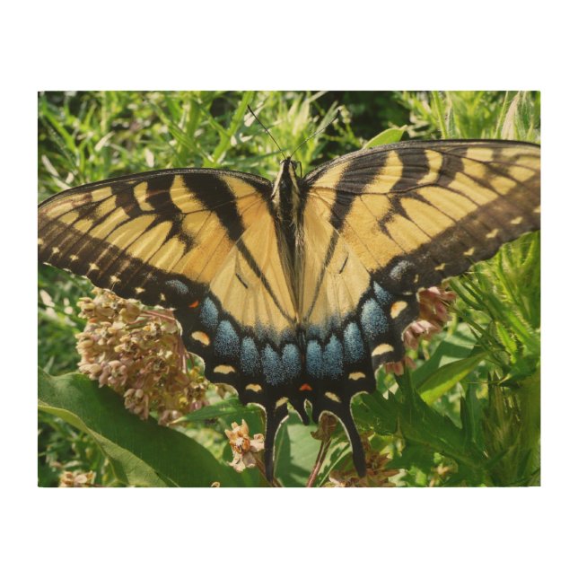 Swallowtail Butterfly II at Shenandoah Wood Wall Decor (Front)
