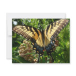 Swallowtail Butterfly III Beautiful Colorful Photo