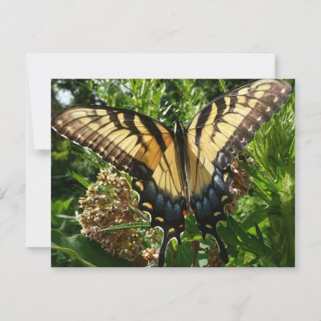 Swallowtail Butterfly III Beautiful Colorful Photo (Front)