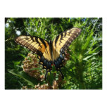 Swallowtail Butterfly III Beautiful Colorful Photo