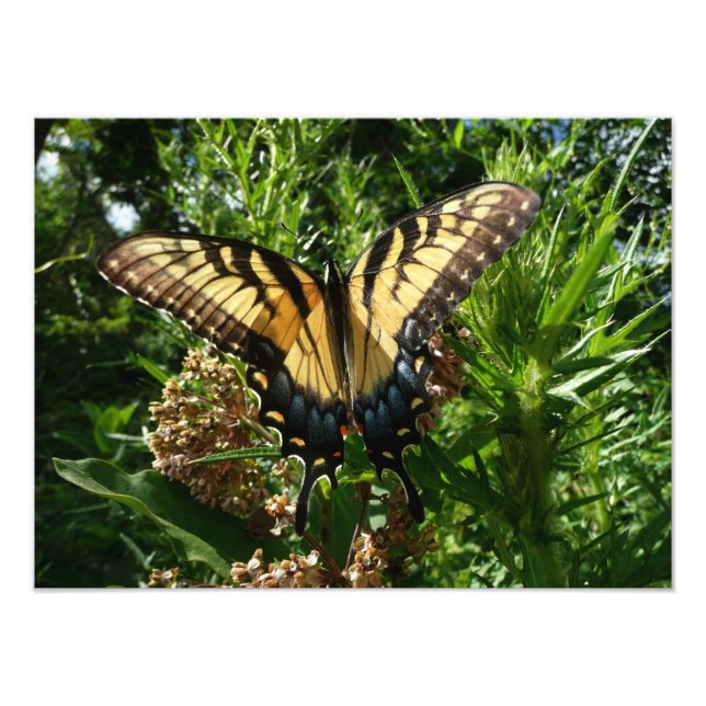 Swallowtail Butterfly III Beautiful Colorful Photo (Front)