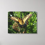 Swallowtail Butterfly III Beautiful Colorful Photo Canvas Print