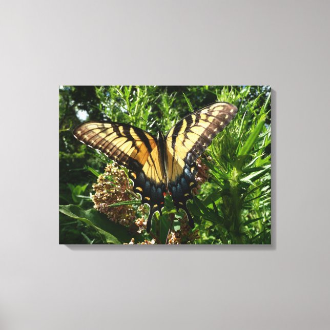 Swallowtail Butterfly III Beautiful Colorful Photo Canvas Print (Front)
