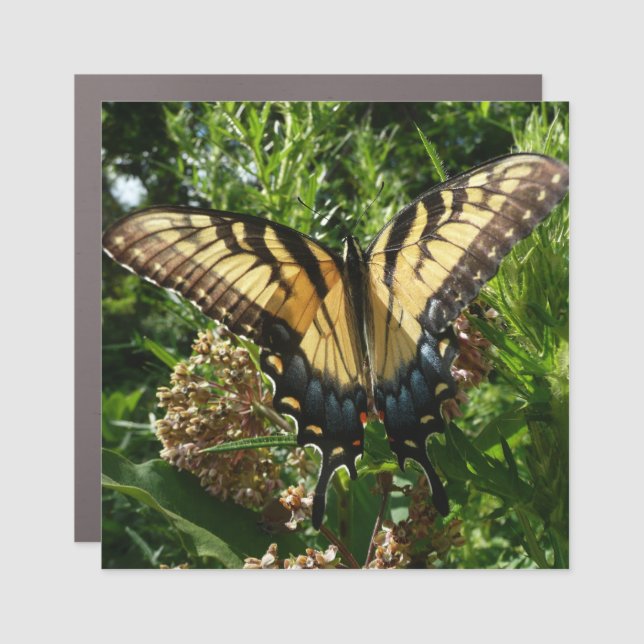 Swallowtail Butterfly III Beautiful Colorful Photo Car Magnet (Front)