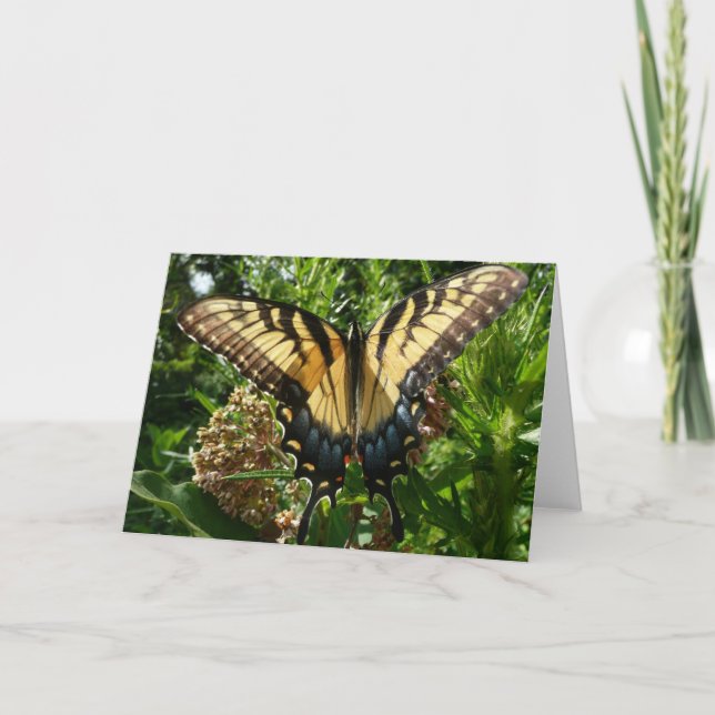 Swallowtail Butterfly III Beautiful Colorful Photo Card (Front)
