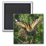 Swallowtail Butterfly III Beautiful Colorful Photo Magnet