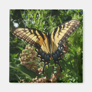 Swallowtail Butterfly III Beautiful Colorful Photo Magnet