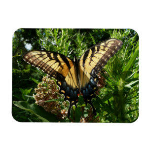 Swallowtail Butterfly III Beautiful Colorful Photo Magnet