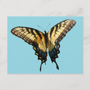 Swallowtail Butterfly III Beautiful Colorful Photo Postcard