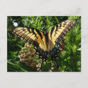 Swallowtail Butterfly III Beautiful Colorful Photo Postcard