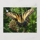 Swallowtail Butterfly III Beautiful Colorful Photo Postcard