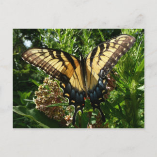 Swallowtail Butterfly III Beautiful Colorful Photo Postcard