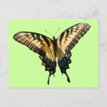Swallowtail Butterfly III Beautiful Colorful Photo Postcard
