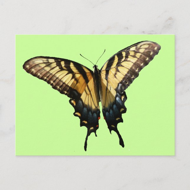 Swallowtail Butterfly III Beautiful Colorful Photo Postcard (Front)