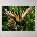 Swallowtail Butterfly III Beautiful Colorful Photo Poster
