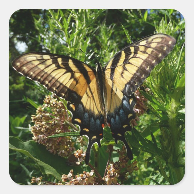 Swallowtail Butterfly III Beautiful Colorful Photo Square Sticker (Front)