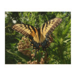 Swallowtail Butterfly III Beautiful Colorful Photo Wood Wall Art