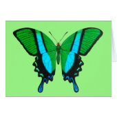 Swallowtail Butterfly in Green, Turquoise & Black (Front Horizontal)
