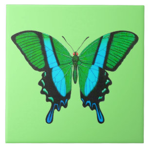 Swallowtail Butterfly in Green, Turquoise & Black Ceramic Tile