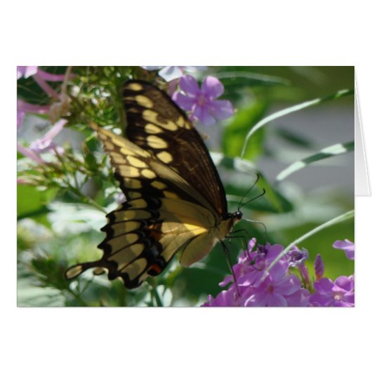 Swallowtail Butterfly&Lavendar Phlox Cards (Front Horizontal)