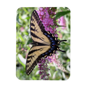 Swallowtail Butterfly Magnet