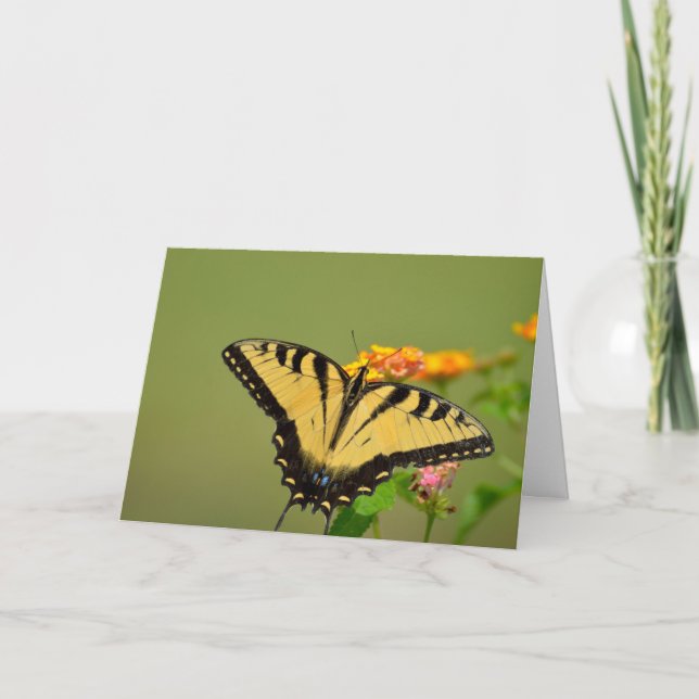 Swallowtail Butterfly Notecard (Front)