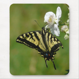 SwallowTail Butterfly on a Blackberry Blossom Mouse Pad