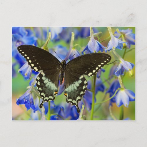 Swallowtail Butterfly on blue Postcard