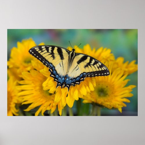 Swallowtail Butterfly on Bright Yellow Flower Poster