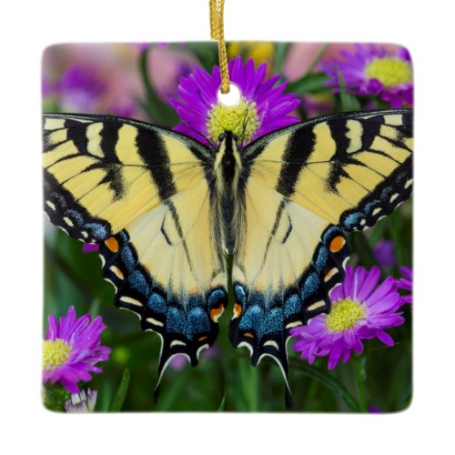 Swallowtail Butterfly on daisy Ceramic Ornament