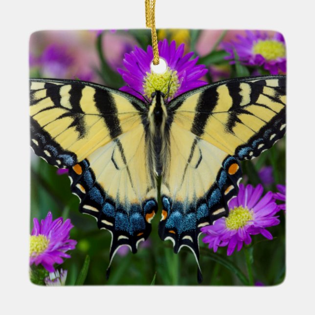 Swallowtail Butterfly on daisy Ceramic Ornament (Front)