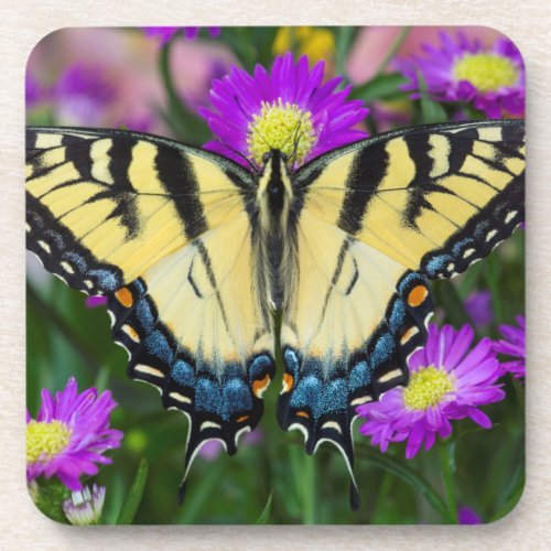 Swallowtail Butterfly on daisy Drink Coaster