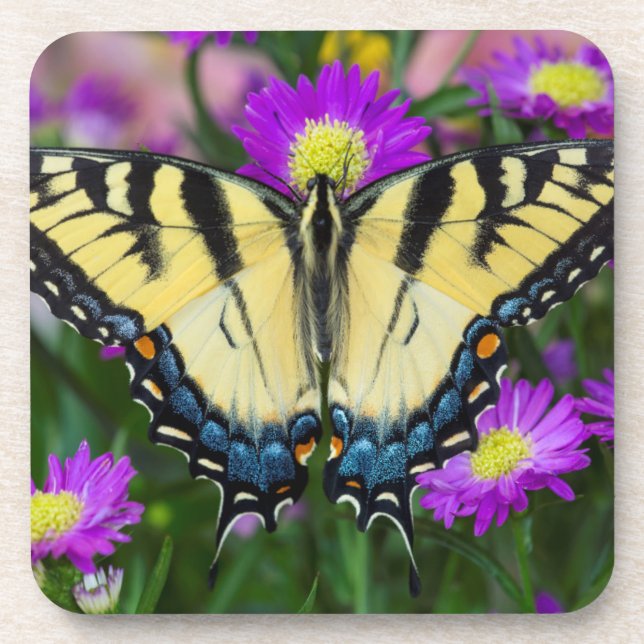 Swallowtail Butterfly on daisy Drink Coaster (Front)