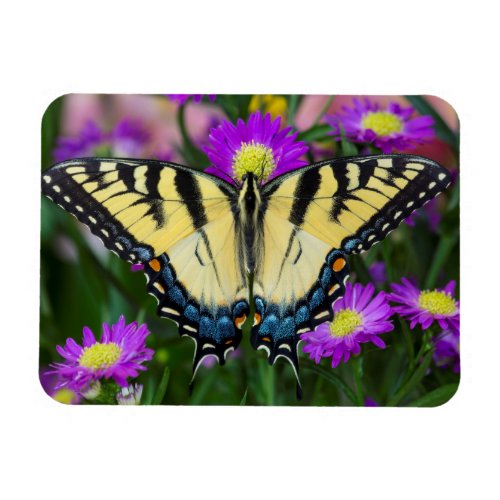 Swallowtail Butterfly on daisy Magnet