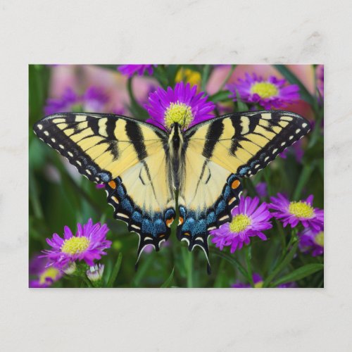 Swallowtail Butterfly on daisy Postcard